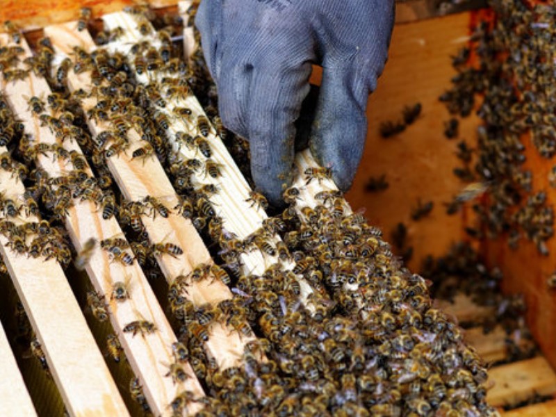 Starter-Bienestöcke müssen Rämchen enthalten.