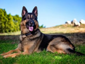 Deutscher Schäferhund